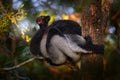 Young cub cries shouting, open muzzle. Wildlife Madagascar, indri monkey portrait, Madagascar endemic. Lemur in nature vegetation