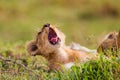 Young cubs of the Marsh Pride play around with the adult lions watching in the grass of the Masai Mara Royalty Free Stock Photo