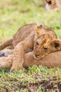 Young cubs of the Marsh Pride play around with the adult lions watching in the grass of the Masai Mara Royalty Free Stock Photo