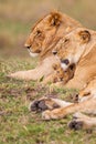 Young cubs of the Marsh Pride play around with the adult lions watching in the grass of the Masai Mara Royalty Free Stock Photo