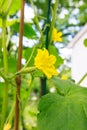 Young cucumber with flowers in a garden