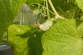 Young cucumber garden on a branch Royalty Free Stock Photo