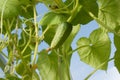 Young cucumber garden on a branch Royalty Free Stock Photo