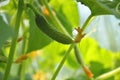 Young Cucumber in the garden