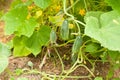 Young cucumber in the garden