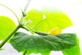 Young cucumber in the greenhouse. Farmer growing season of vegetables. Sunbeam. Bright frame