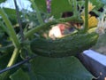 Young cucumber