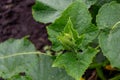 Young cucumber leaves growing in a vegetable garden. Growing crops. Agriculture Royalty Free Stock Photo