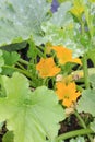 Young cucumber plant