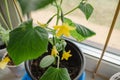 Young cucumber plant growthing in a pot on the window sill on the balcony