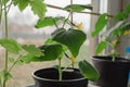 Young cucumber plant growthing in a pot on the window sill on the balcony