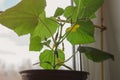 Young cucumber plant growthing in a pot on the window sill on the balcony