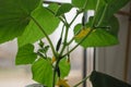 Young cucumber plant growthing in a pot on the window sill on the balcony