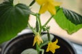 Young cucumber plant growthing in a pot on the window sill on the balcony