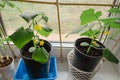 Young cucumber plant growthing in a pot on the window sill on the balcony