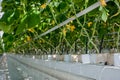 cucumber plant with leaves and flowers and buds are growing in greenhouse, power system with control Royalty Free Stock Photo