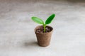 Young cucumber plant seedlings growing in a pot. Royalty Free Stock Photo