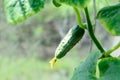 Young cucumber plant. Selective focus. Copy space