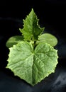 Young cucumber plant Royalty Free Stock Photo