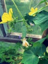 young cucumber on the plant, twig with growing green cucumber, blooming yellow cucumber flowers Royalty Free Stock Photo