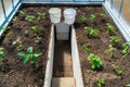 Young cucumber plants in the greenhouse. white ropes protrude from the ground for support