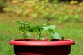 Young Cucumber Plants