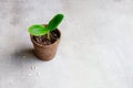 A young cucumber seedling grows in a pot. Royalty Free Stock Photo