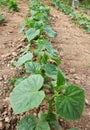 Young cucumber seedlings growing in open ground Royalty Free Stock Photo