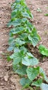 Young cucumber seedlings growing in open ground Royalty Free Stock Photo