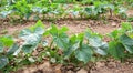 Young cucumber seedlings growing in open ground Royalty Free Stock Photo