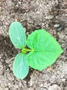 Young cucumber sprout on background of earth Royalty Free Stock Photo