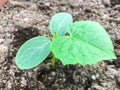 Young cucumber sprout on background of earth Royalty Free Stock Photo