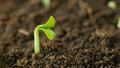 A young cucumber sprout sprang up from the ground in the spring of the house