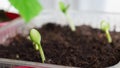 A young cucumber sprout sprang up from the ground in the spring of the house