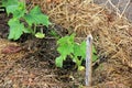 Young cucumber sprouts grow in the horticulture garden