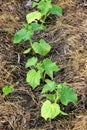 Young cucumber sprouts grow in the horticulture garden