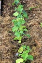 Young cucumber sprouts grow in the horticulture garden