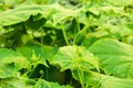 Young cucumber vine with spirally twisted tendrils Royalty Free Stock Photo