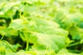 Young cucumber vine with spirally twisted tendrils Royalty Free Stock Photo