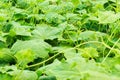 Young cucumber vine with spirally twisted tendrils Royalty Free Stock Photo