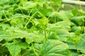 Young cucumber vine with spirally twisted tendrils Royalty Free Stock Photo