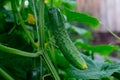 Young cucumbers hanging on a branch