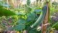 Young cucumbers, one example of agriculuture with good business value Royalty Free Stock Photo