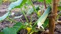 Young cucumbers, one example of agriculuture with good business value Royalty Free Stock Photo