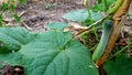 Young cucumbers, one example of agriculuture with good business value