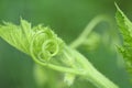 The young cucurbita plants on garden. Fresh organic fruits. Tendril of a pumpkin plant, macro photography