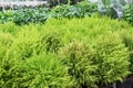 Young Cupressus macrocarpa in a plant pot