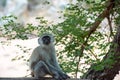 A young and curious African Vervet Monkey Royalty Free Stock Photo