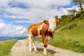 Young curious bull on the road in the Italian Alps. Italian Dolomites. Royalty Free Stock Photo