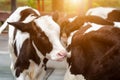 Young curious calfs on background of green grass, Cute calf looks into the object, A cow stands inside a ranch next to hay Royalty Free Stock Photo